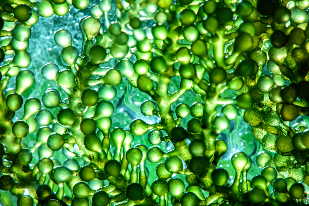  Photobioreactor in a Laboratory Setting for Algae Fuel and Biofuel Industry.