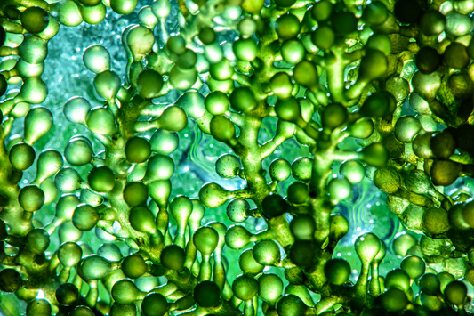  Photobioreactor in a Laboratory Setting for Algae Fuel and Biofuel Industry.