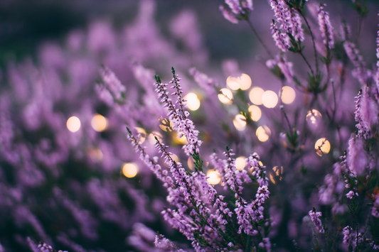 Lavender Flower – Promoting Essential Mind and Body Relaxation.